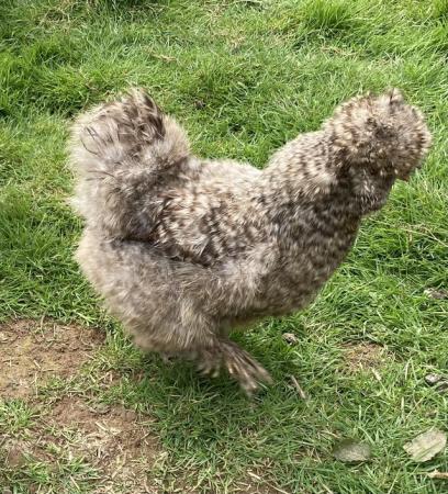 Image 3 of Bearded silkie hatching eggs