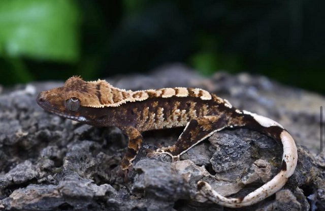 Preview of the first image of Stunning crested gecko hatchling with Tikis Geckos lineage.