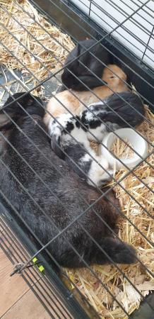Image 3 of French Lops and Herlequin rabbits
