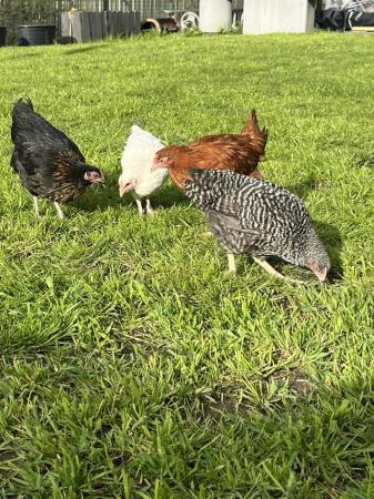 Image 2 of Hybrid pol pullets available