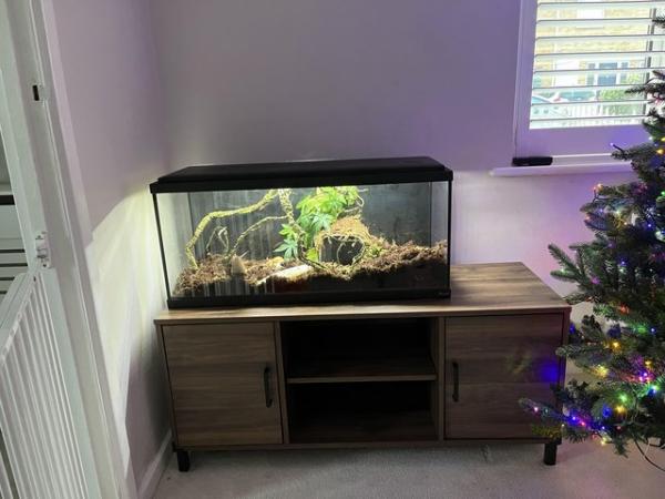 Image 4 of Two giant African land snail with enclosure