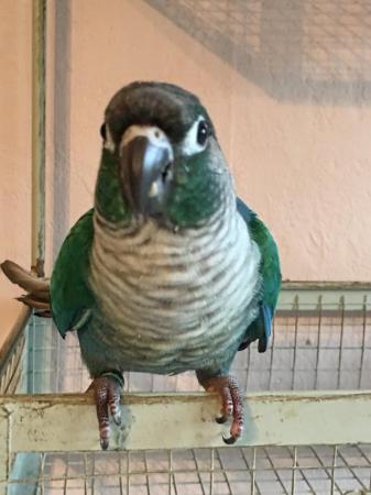 Image 5 of Turquoise green cheek conure Male parrot with dna for sale