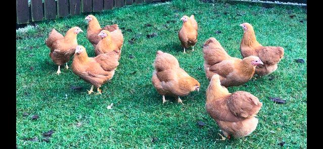 Image 23 of *POULTRY FOR SALE,EGGS,CHICKS,GROWERS,POL PULLETS*