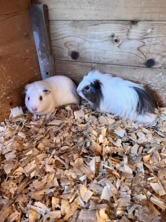 Image 1 of Guinea Pigs For Sale 12-16 weeks