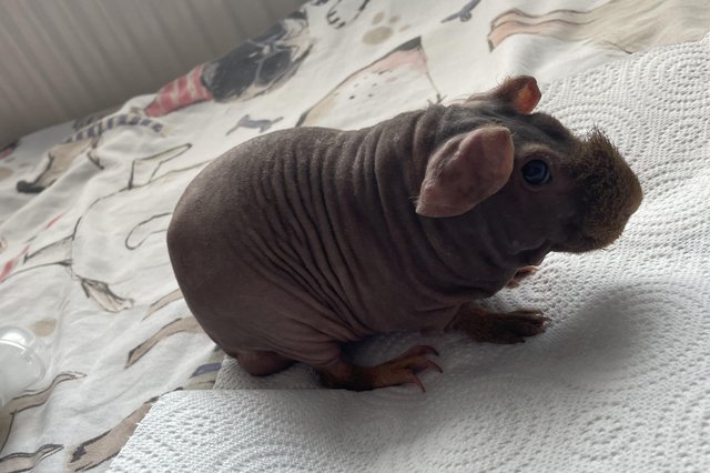 Preview of the first image of 6 month old male skinny pig.