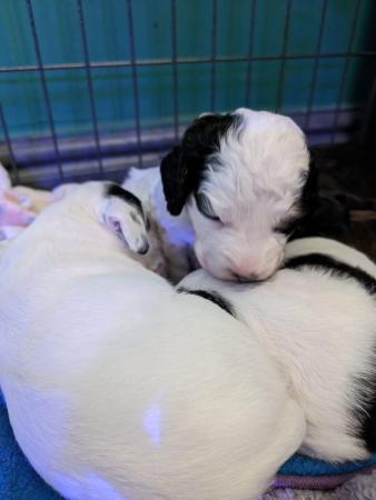 Image 4 of Spaniel cross pups 1 girl 1 boys available