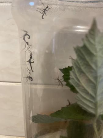 Image 5 of Spiny stick insect nymphs for sale