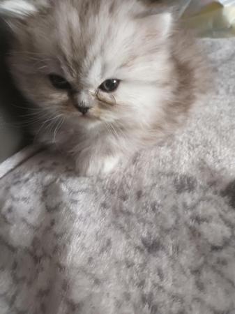 Image 2 of 2 happy and healthy pedigree persian kittens for sale
