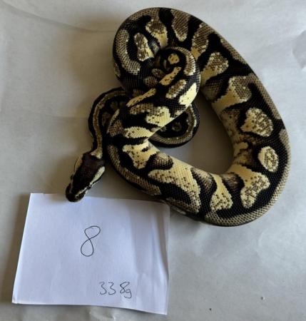 Image 2 of Ball pythons, selling whole collection plus vivs