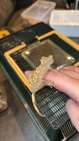 Image 3 of Crested geckos for sale