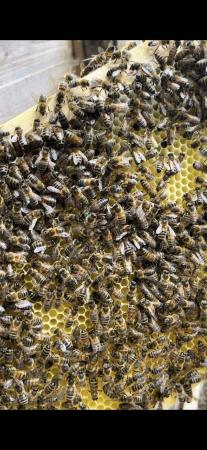 Image 2 of 5 frames of honey bee nuc 2024 queen