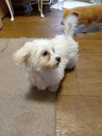 Image 4 of Chihuahua cross Maltese. Only 1 cutie girl left. West Yorksh