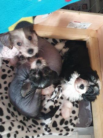 Image 5 of KC Chinese crested puppieslooking for their forever home