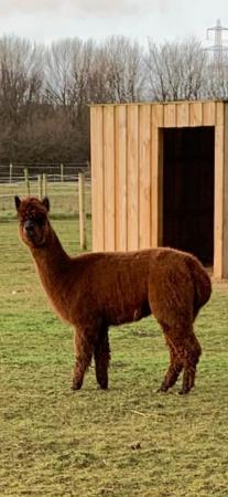 Image 5 of Stunning female/male Alpacas various colours/ages for sale