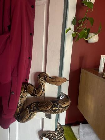 Image 2 of Approx 4 year old 7ft Boa