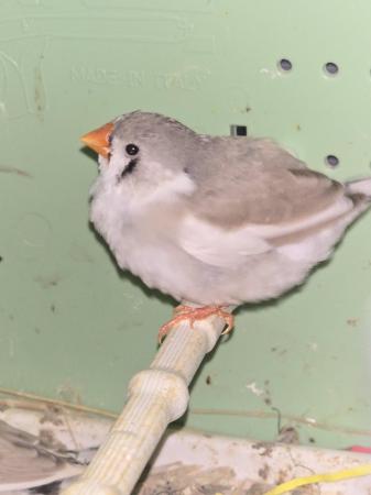 Image 6 of Young Zebra finches for sale