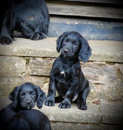 Image 12 of working cocker spaniel puppies for sale KCreg