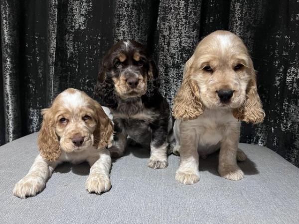 Image 12 of Cocker spaniel puppies 1 BOY LEFT. READY TO GO