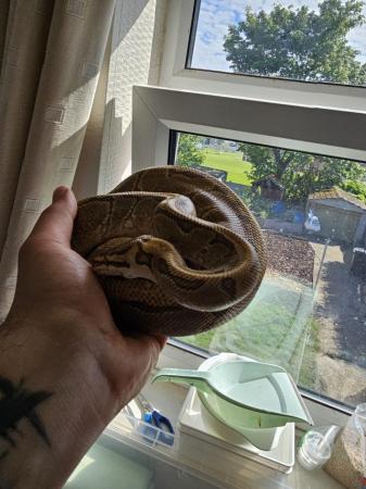 Image 3 of 3 years old royal python (male)