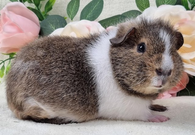 Image 4 of Bonded 8 Month Old Male Guinea Pigs