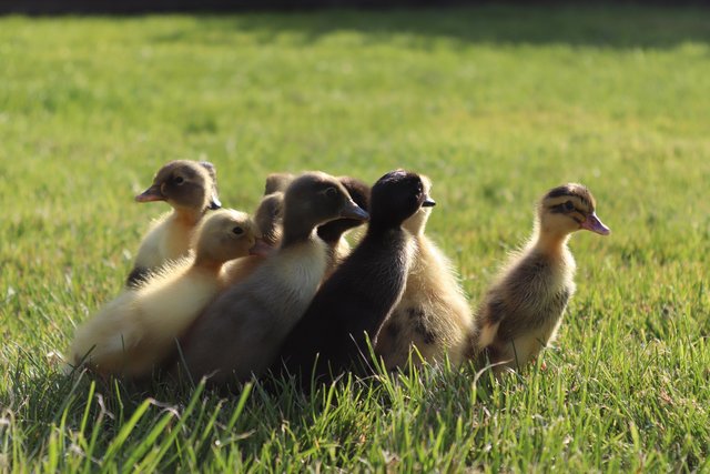 Image 5 of Day old runner ducklings for sale