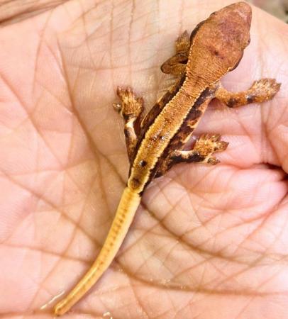 Image 22 of Gecko's Gecko's Geckos!
