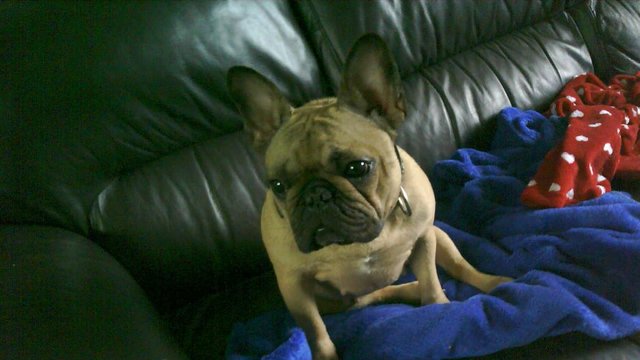Image 3 of french bulldog female for sale