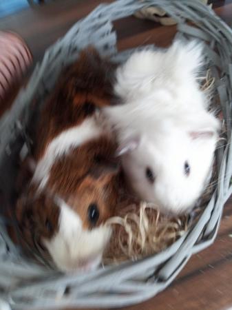 Image 3 of Mother and daughter guinea pigs available