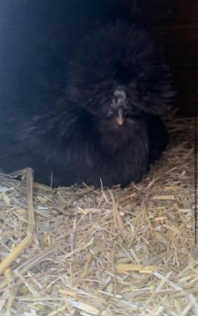 Image 2 of Pure black silkies hatching egg!!!