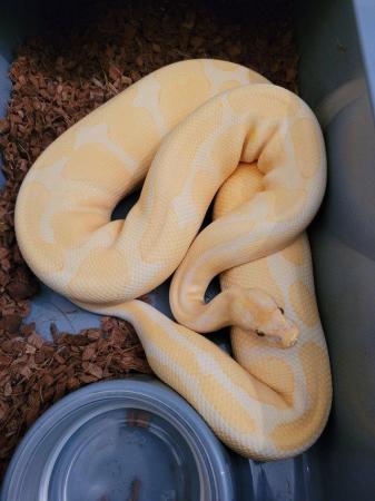 Image 3 of Various ball pythons for sale 2021-2023
