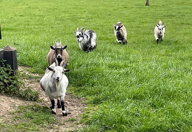 Preview of the first image of Pygmy goat herd for sale!!!!!!.