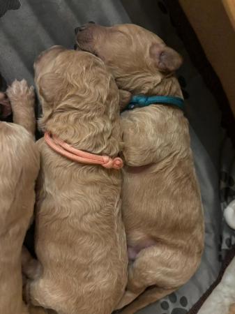Image 4 of F1B Goldendoodle Puppies *Viewings Now*