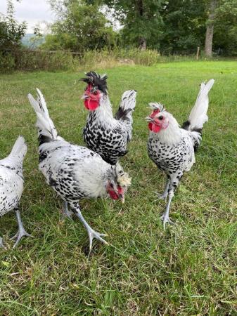 Image 4 of Silver Appenzeller Spitzhauben Chickens for Sale