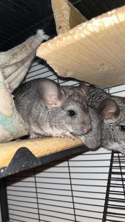 Image 3 of Female chinchillas ready for new home
