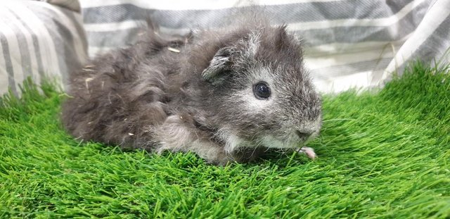 Image 2 of Various Boars (Male) Guinea Pigs for Sale