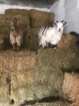 Image 2 of Two Pygmy Goats for sale