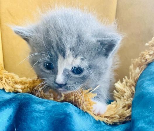 Image 1 of Adorable Dollface Persian X Kittens