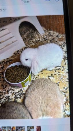 Image 4 of 8 weeks old mini lops for sale