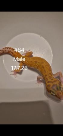 Image 3 of Leopard geckos looking for new  homes