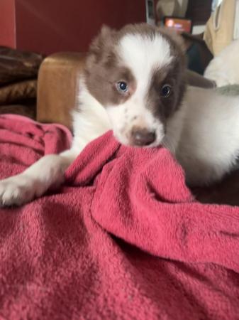 Image 5 of 2 male Border Collie pups for sale