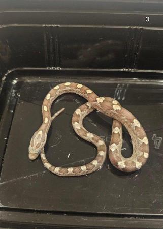 Image 3 of Baby corn snakes 9 months old various colours. Not been sexe