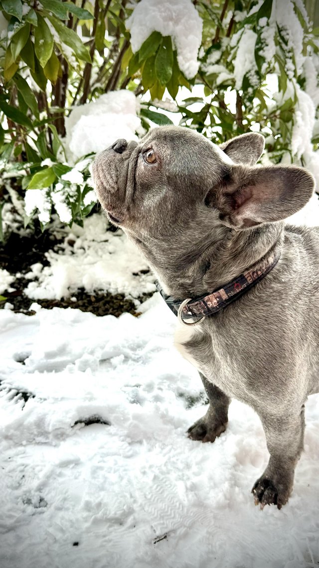 Preview of the first image of Beautiful Blue french bulldog.