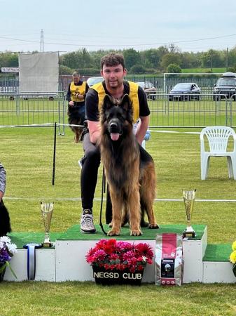 Image 2 of FOR STUD ONLY! Top class Large KC German Shepherd male
