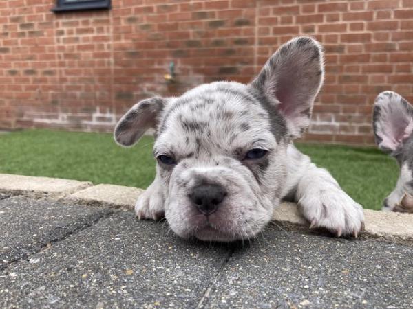 Image 11 of STUNNING LILAC ISABELLA MERLE FRENCH BULLDOGS KC
