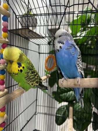 Image 1 of Pair of Exhibition budgies with large cage