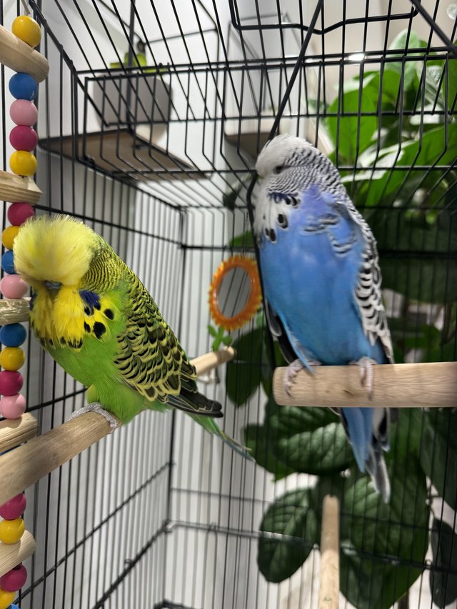 Preview of the first image of Pair of Exhibition budgies with large cage.