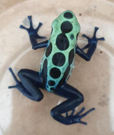 Image 4 of Green Sipaliwini Dartfrogs Dendrobates tinctorius
