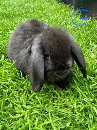 Image 15 of Male and Female Mini Lop Rabbits For Sale