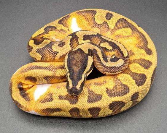Image 3 of Enchi Yellow Belly Pied Male Ball Python 220105
