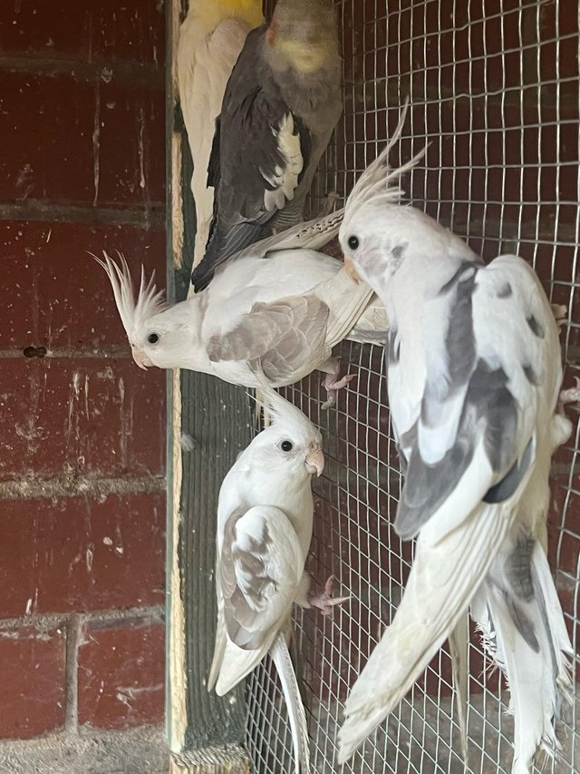 Preview of the first image of Cockatiels in different colors and ages.